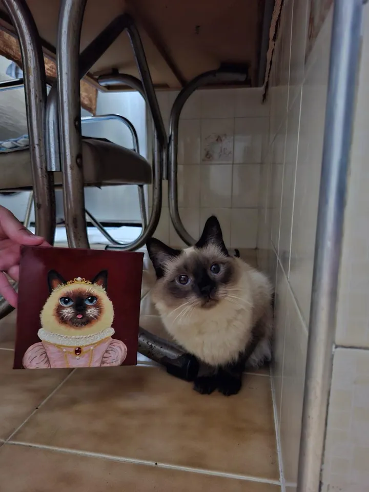 Pequena tela pintada de uma gata siamesa vestida de rainha, segurada ao lado da gata siamesa de verdade.